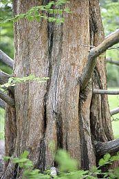 《异形：坠入黑暗》开发商RTS新作《永恒围城：无尽纪元》新预告